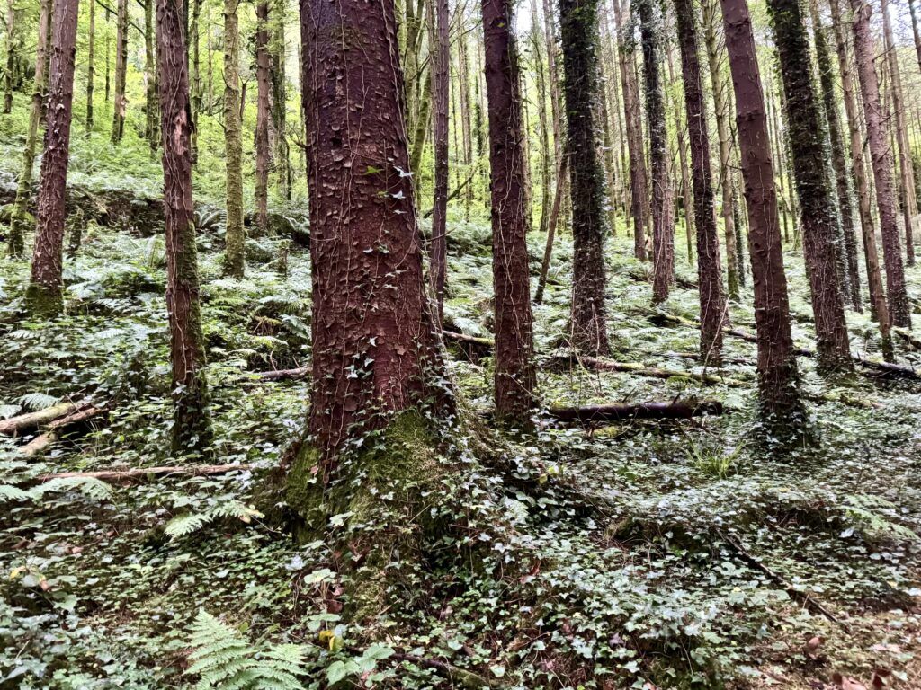 Glanagleenty Forest