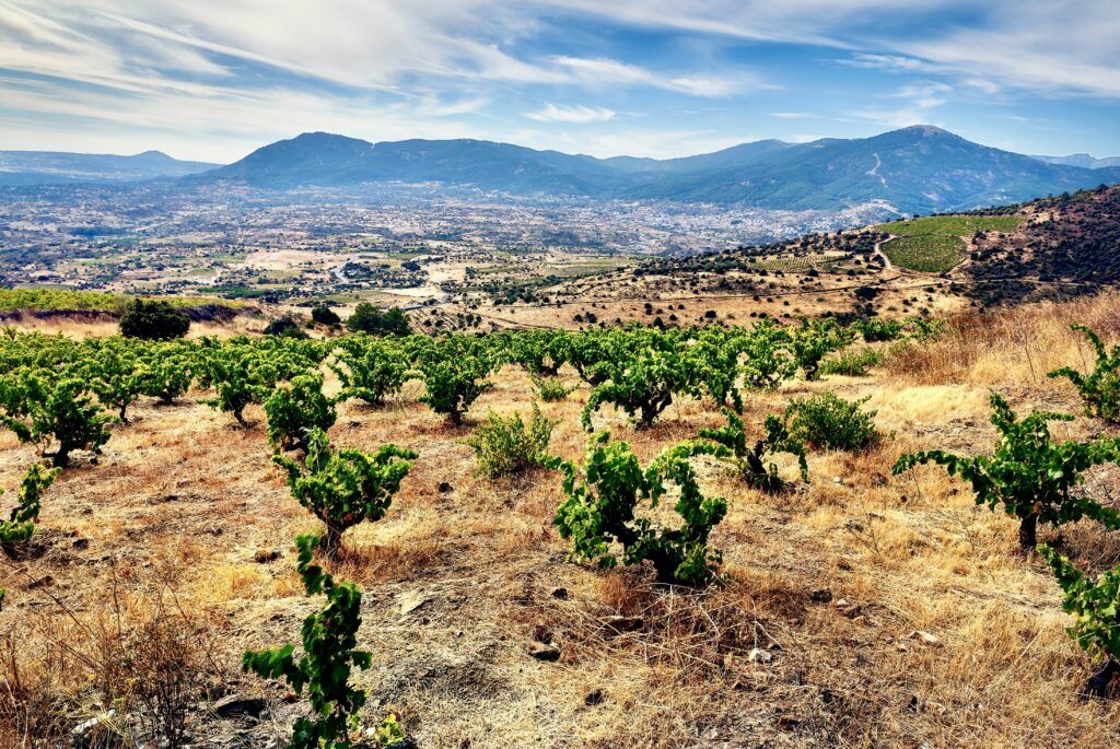 vineyards in Sierra de Gredos