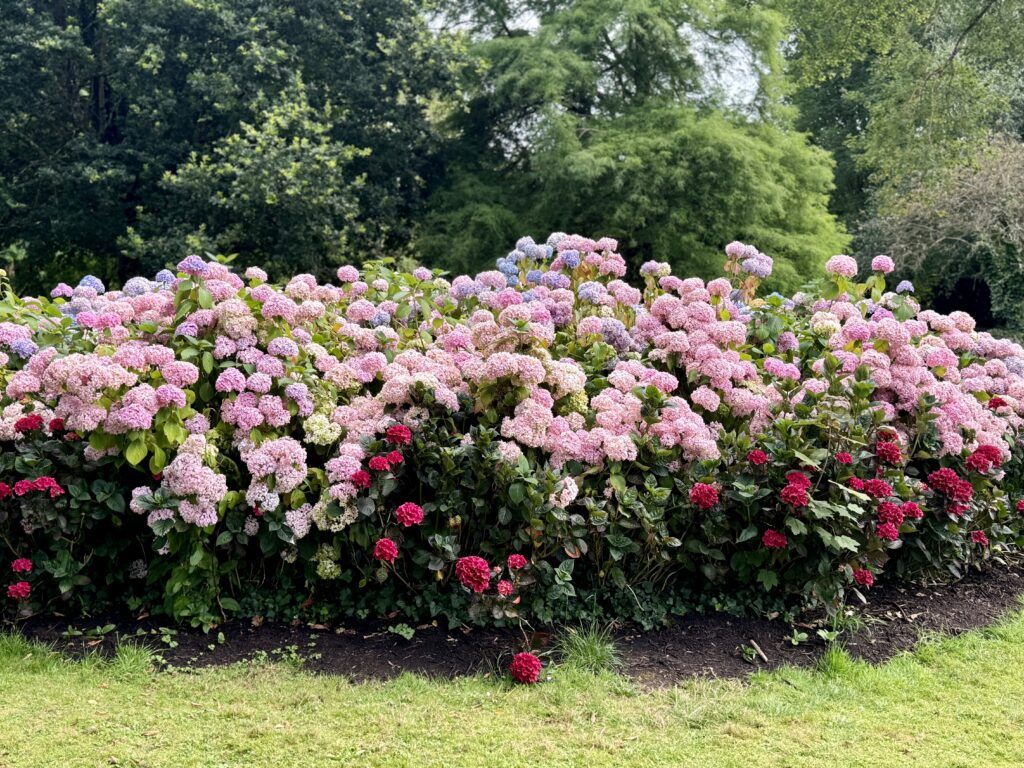 grouping of rhododendrons in Adare Park