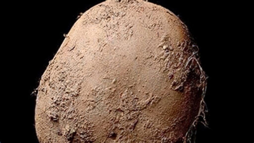 Abosch, Potato, 2010