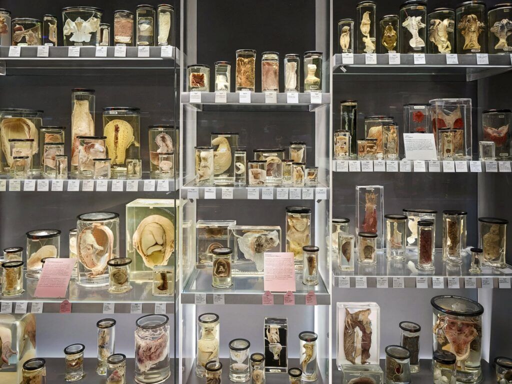 shelf of exhibits in the Huntarian Museum
