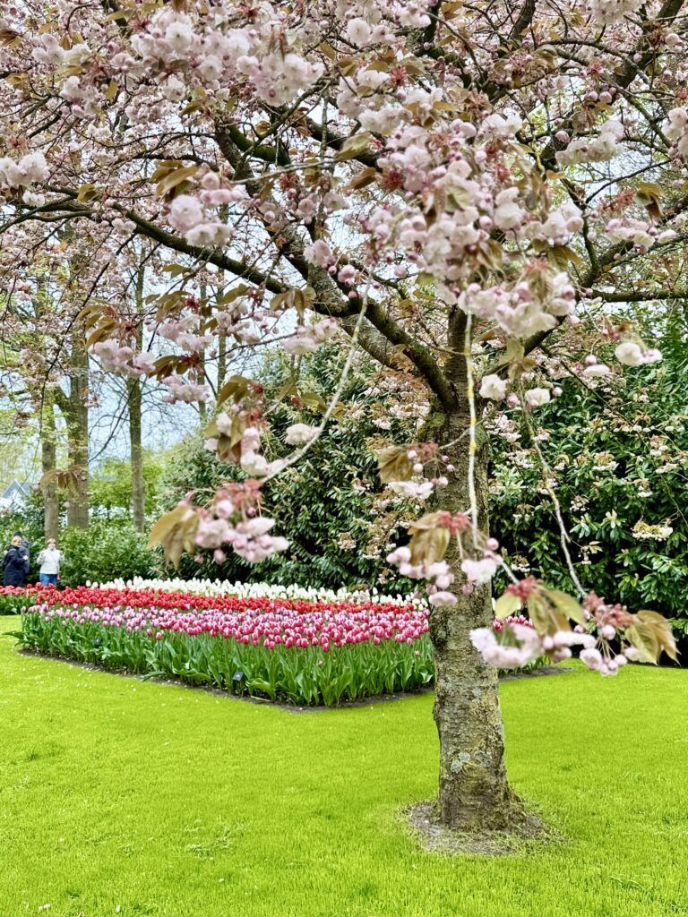 flowering apple tree and beds of pink, red, and white tulips