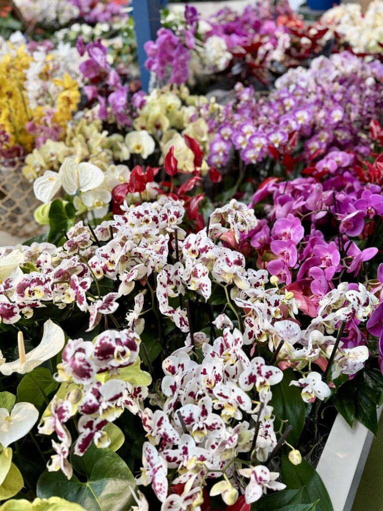 orchids in the Beatrix Pavilion