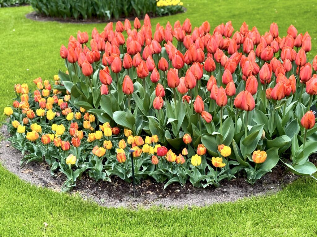 layers of tulips of different colros in a bed