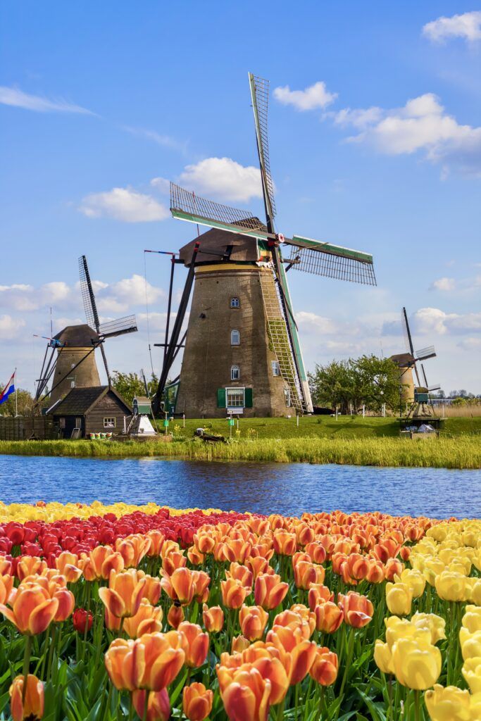 windmill with tulips in front