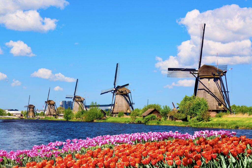 windmills and tulips in Kinderdjik