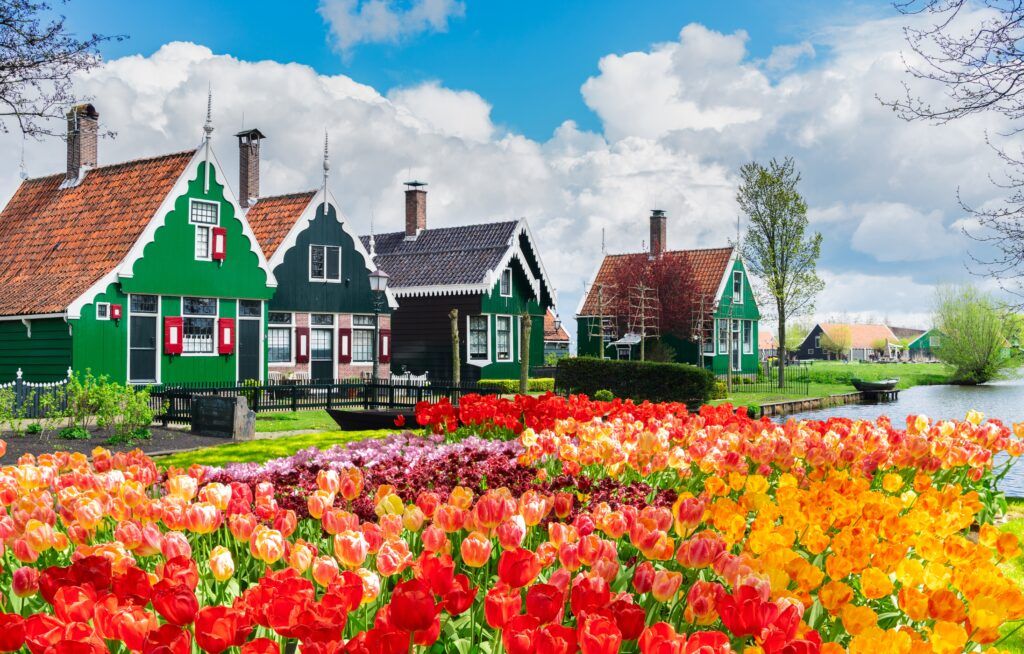 tradition houses surrounded. by tulips in Zaanse Schans