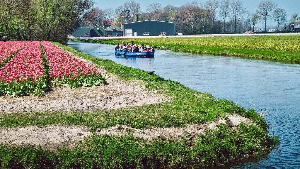 excursion boat with tourists sailing along the canal, fields of tulips on both sides