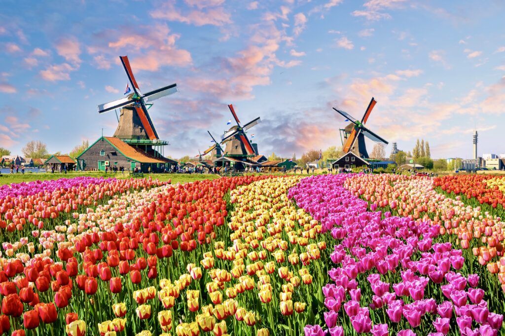 Landscape with tulips, traditional dutch windmills and houses near the canal in Zaanse Schans