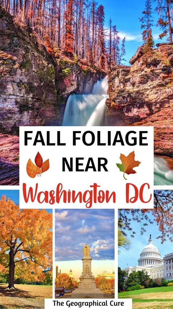 Pinterest pin for fall foliage in Washington DC