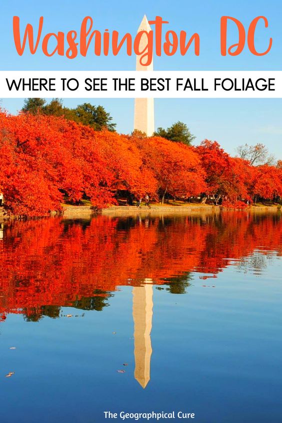 Pinterest pin for fall foliage in Washington D.C.