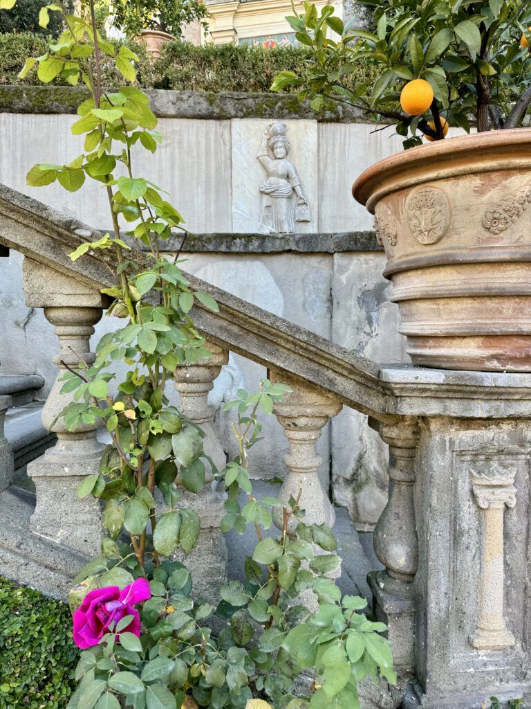 flowering rose in the ga