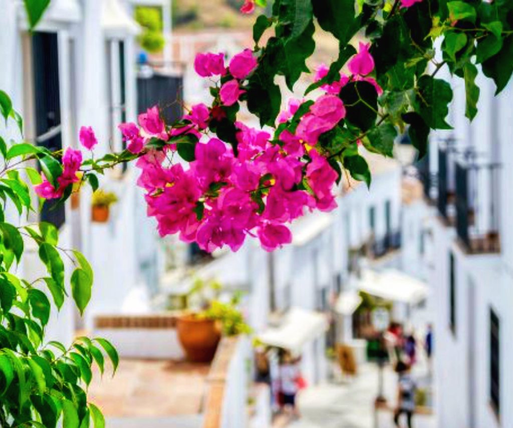 pink flowers in Frigiliana Spai