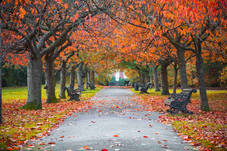 fall foliage in Washington D.C.