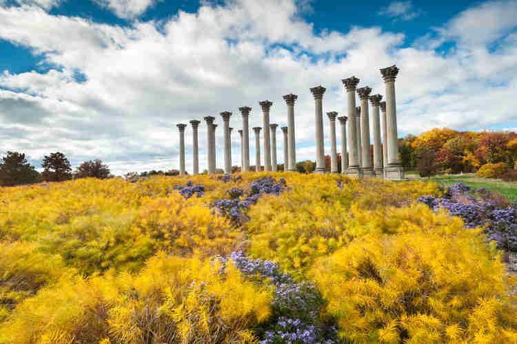 American National Capitol Columns at the Arboretum, a stunning place to see fall foliage in DC