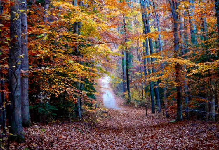 trail through Cedarville State Forest