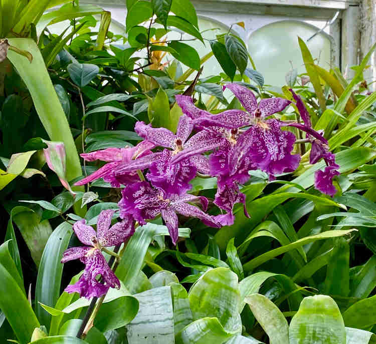orchids at Phipps Conservatory
