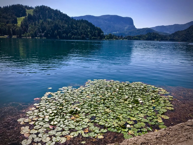water lilies on Lake Bled in Slovenia