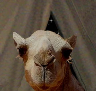 proverbial camels nose under the tent, a portent of things to come