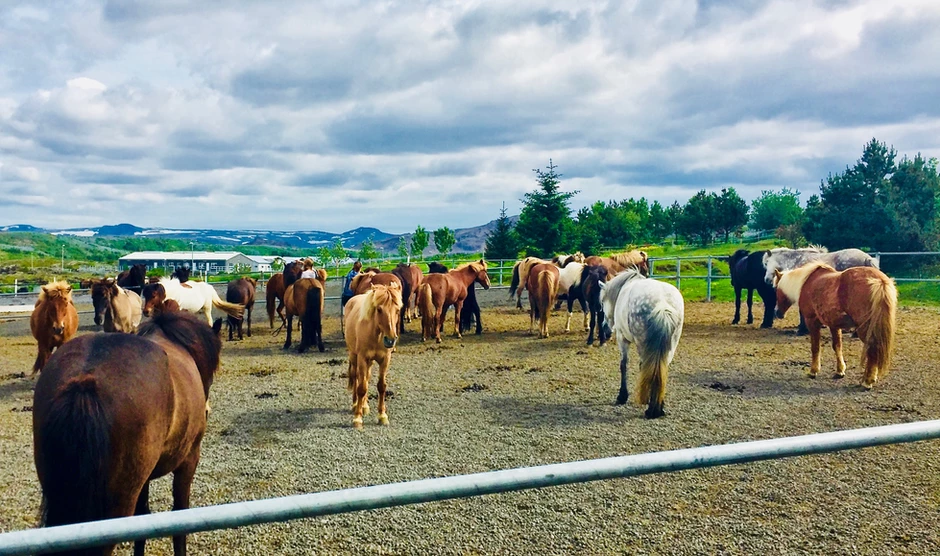 Icelandic horses on the Golden Circle Tour