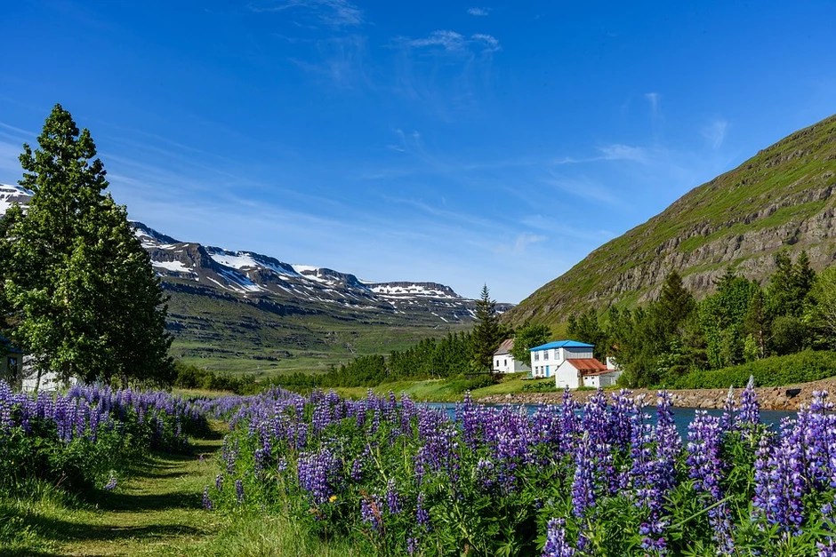 lupines creating the "purpleness" of Iceland