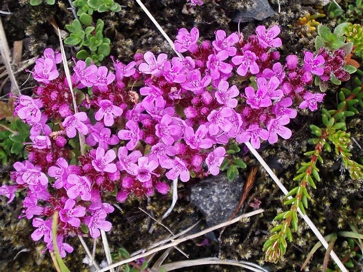 pink flowers in the Geysir area