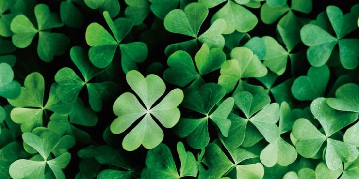 four leaf clovers, a symbol of good luck