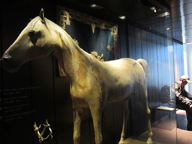 Napoleon's stuffed Arabian stallion, Le Vizir