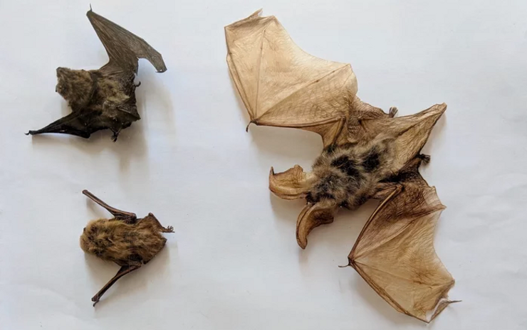 pipistrelle bats in Joanina Library. image source: smithsonian.com