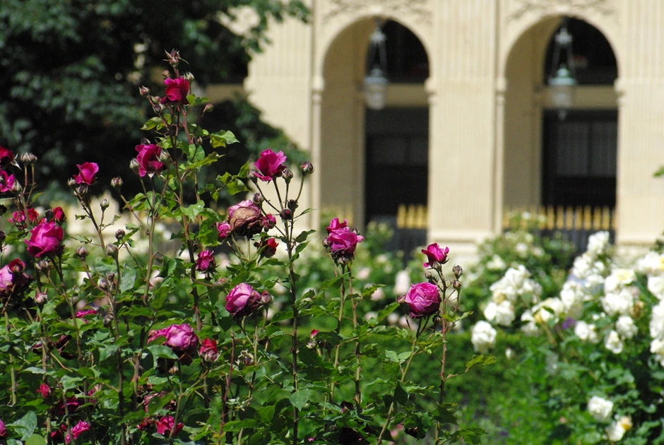 roses in the Palais Royal Gardens
