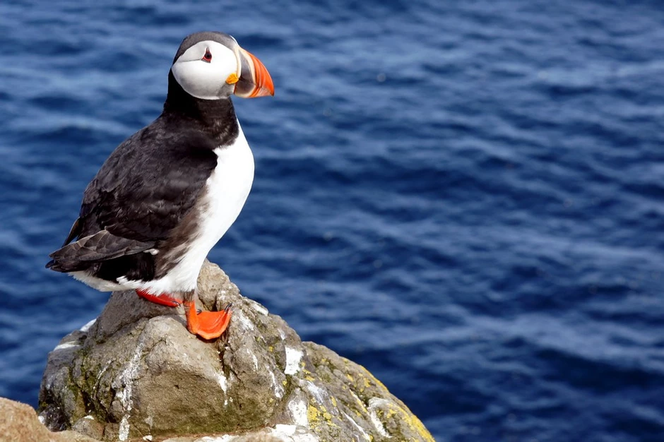 a colorful puffin on Grimsey Island