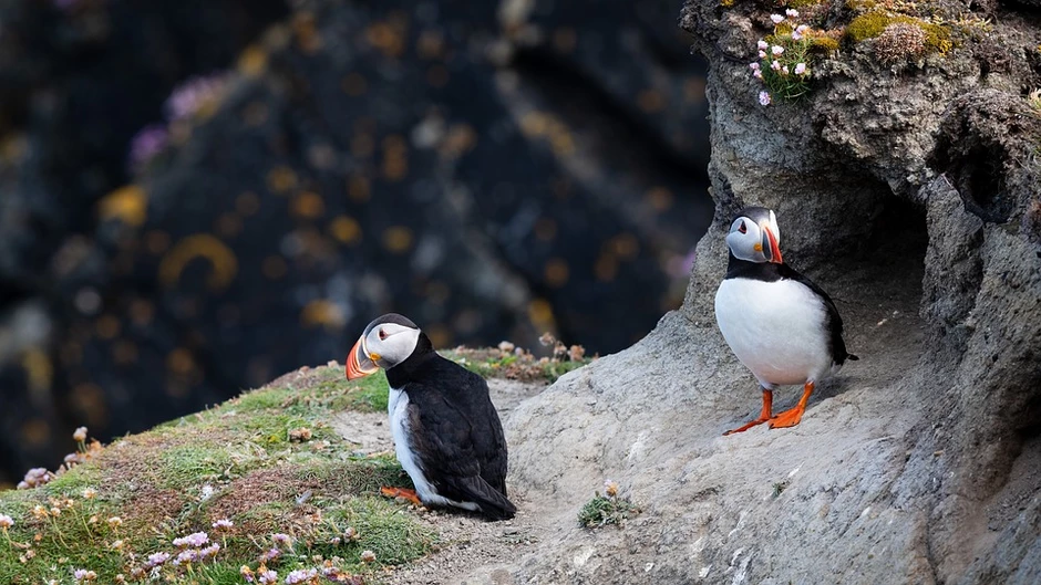 puffins on the high cliffs