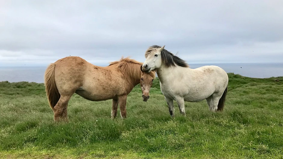 the island has wild horses, but they are mostly in hiding and don't attack you