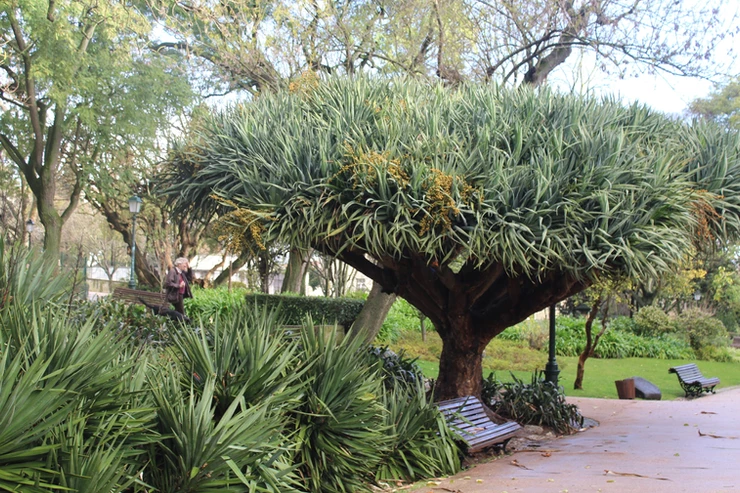 exotic tree at Estrela Garden in Lisbon