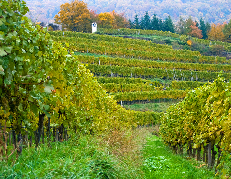vineyard in the Wachau Valley
