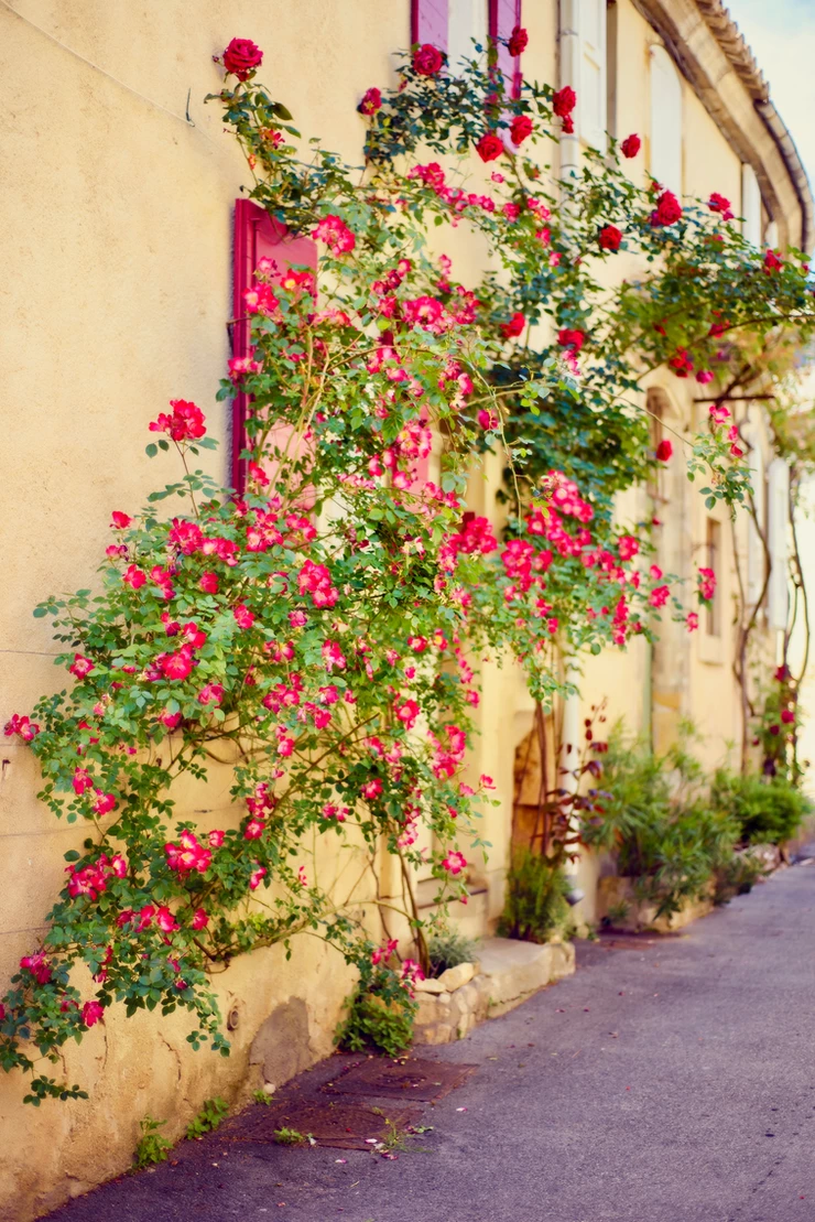 scenic stone medieval street with flowers on wall in Lourmarin
