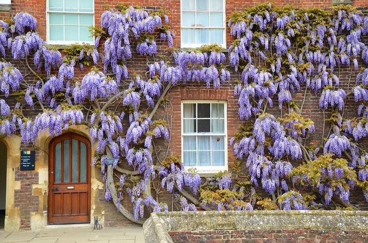 gorgeous wisteria at Hampton Court Palace