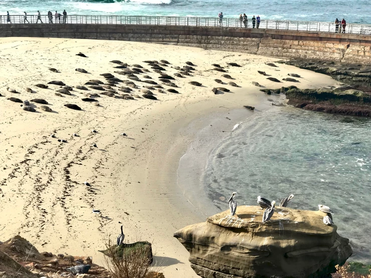 sea lions in La Jolla Cove
