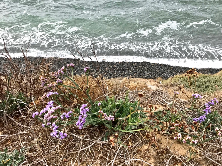 wildflowers along the coast of La Jolla