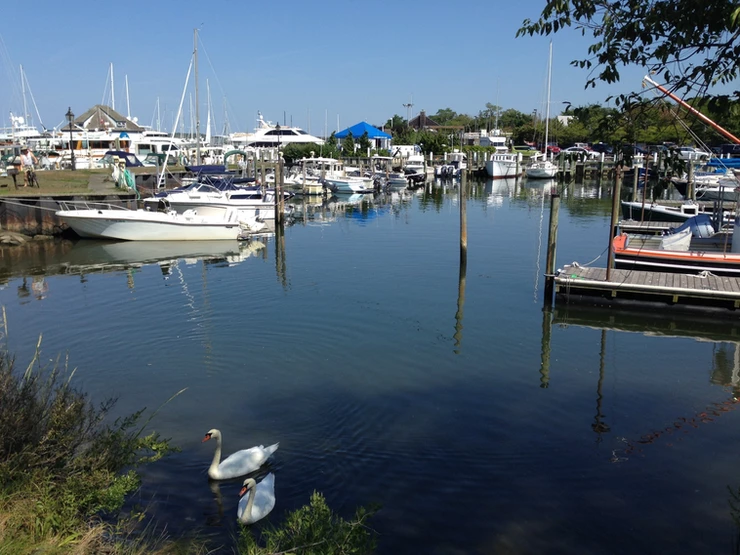 swans and boats in Sag Harbor NY