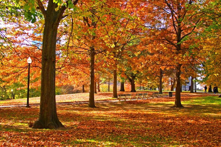 fall foliage in Boston Public Garden