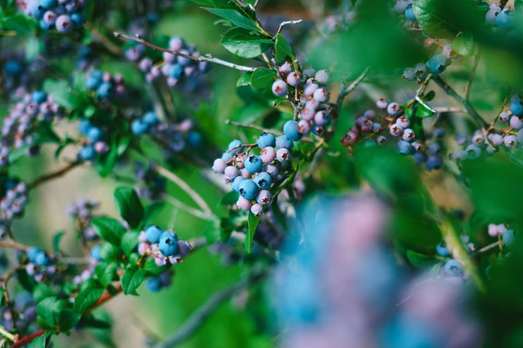wild blueberries in Maine