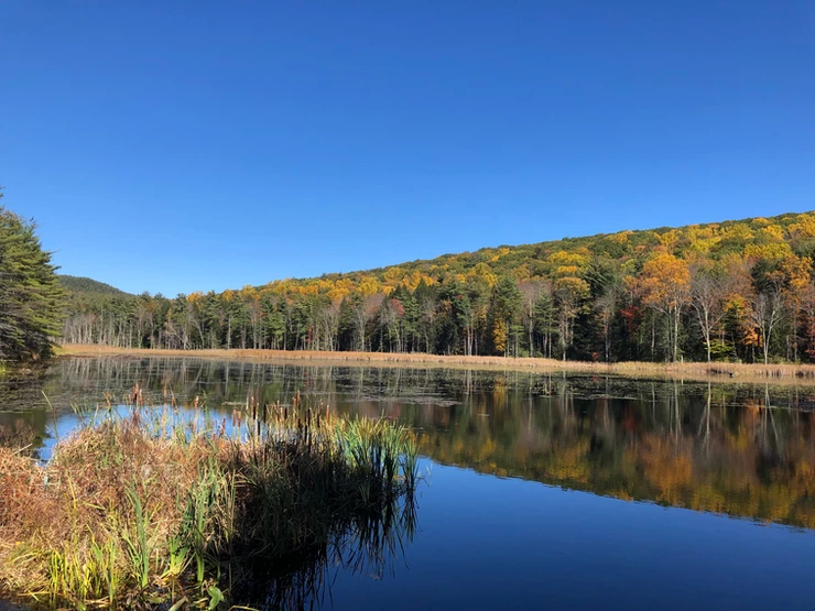 fall foliage in Fountain Pond Park in Great Barrington