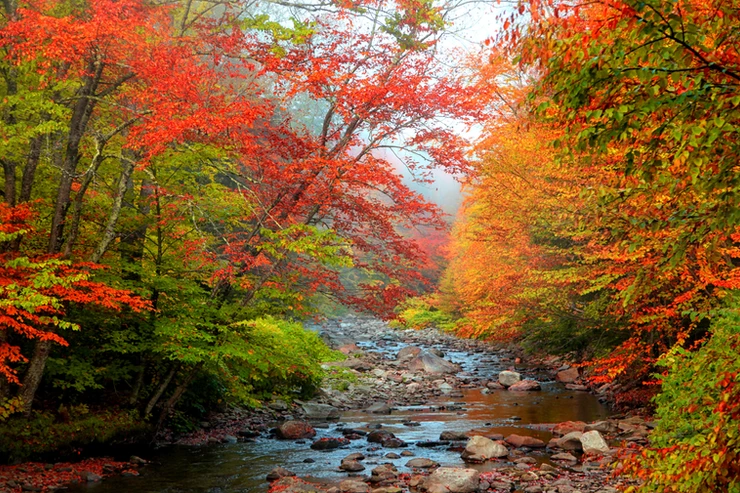 beautiful fall foliage in New Hampshire
