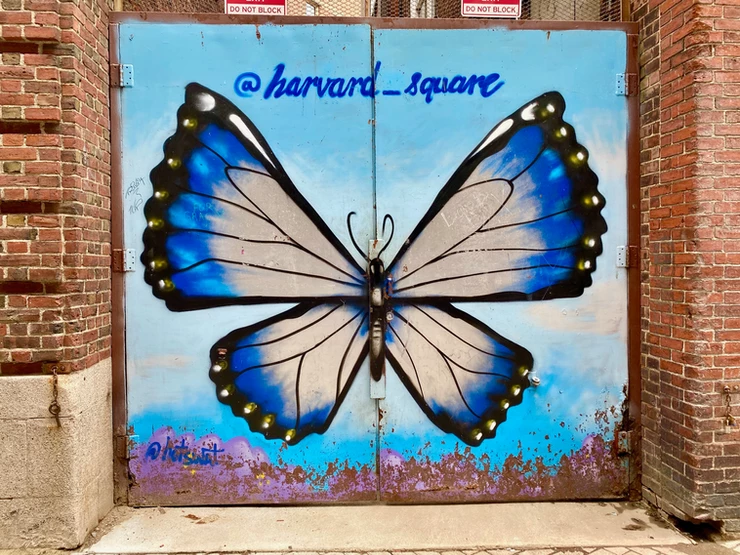 the latest street art near Harvard Square