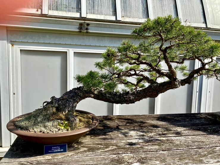 slanting Bonsai plant in the Serpentine Room of the Phipps