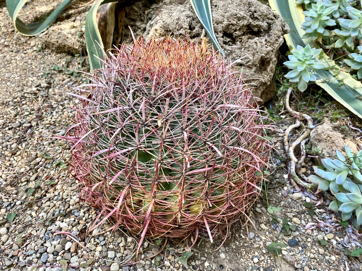 fire barrel cactus in the Desert Room of the Phipps