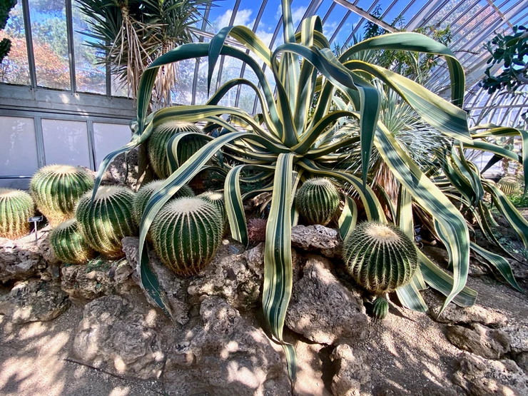 Century plant in the Desert Room of the Phipps