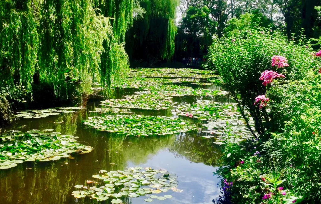 lilies in the Water Garden