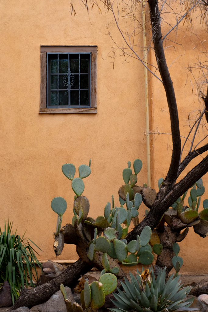 cactus in Santa Fe